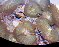 picture of Green Mushroom Rock Med                                                                              Actinodiscus sp.