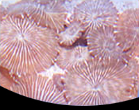 picture of Green Striped Mushroom Rock Med                                                                      Actinodiscus sp.