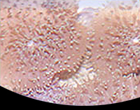 picture of Metallic Hairy Mushroom Rock Med                                                                     Discosoma sp.