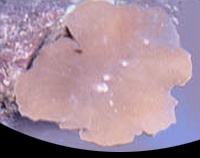 picture of Elephant Ear Mushroom Rock Med                                                                       Rhodactis mussoides