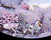 picture of Lavender Mushroom Rock Med                                                                           Rhodactis sp.