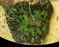 picture of Bullseye Mushroom Rock Tonga Med                                                                     Rhodactis inchoata