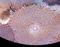picture of Green Pimple Mushroom Rock Med                                                                       Discosoma sp.