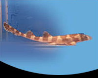 picture of Brown Banded Bamboo Shark Med                                                                        Chiloscyllium punctatum