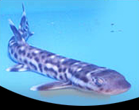 picture of White Spotted Bamboo Shark Lrg                                                                       Chiloscyllium plagiosum
