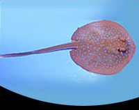 picture of Blue Spot Stingray Lrg                                                                               Taeniura lymma