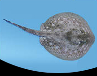 picture of Yellow Stingray Atlantic Sml                                                                         Urobatis jamaicensis