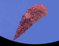 picture of Cerith Snail                                                                                         Cerithium sp.