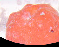 picture of Red Ball Sponge Med                                                                                  Pseudoaxinella lunaecharta