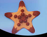 picture of Chocolate Chip Starfish Med                                                                          Protoreaster nodosus