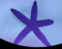 picture of Blue Linckia Starfish Med                                                                            Linkia laevigata