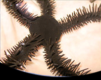 picture of Black Brittle Starfish Med                                                                           Ophiocomina nigra