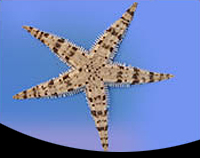 picture of Sand Starfish Med                                                                                    Luidia alternata