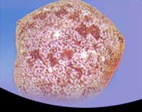 picture of Cushion Starfish Med                                                                                 Culcita novaeguineae