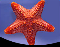 picture of General Starfish Med                                                                                 Pentacreaster sp.
