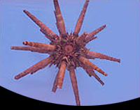 picture of Pencil Sea Urchin Sml                                                                                Heterocentrotus mammilatus