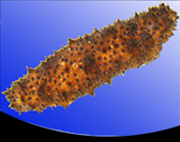 picture of Sea Cucumber Atlantic Med                                                                            Holothuria floridana
