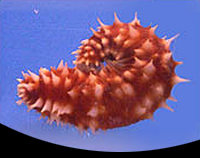 picture of Yellow Sea Cucumber Sml                                                                              Colochirus robustus