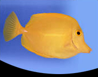 picture of Yellow Tang Xlg                                                                                      Zebrasoma flavescens