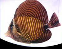 picture of Desjardini Sailfin Tang Red Sea Lrg                                                                  Zebrasoma desjardini