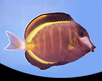 picture of Powder Brown Tang Sml                                                                                Acanthurus japonicus
