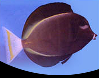 picture of Gold Rim Tang  Sml                                                                                   Acanthurus nigricans