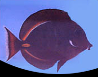 picture of Achilles Tang Med                                                                                    Acanthurus achilles