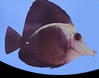 picture of Black Tang Lrg                                                                                       Zebrasoma rostratum