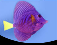 picture of Purple Tang Sml                                                                                      Zebrasoma xanthurum