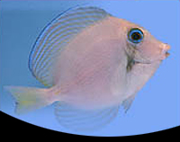 picture of Atlantic Blue Tang Sml                                                                               Acanthurus coeruleus