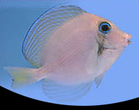 picture of Atlantic Blue Tang Sml                                                                               Acanthurus coeruleus
