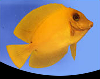 picture of Yellow Mimic Tang Sml                                                                                Acanthurus pyroferus