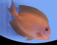 picture of Chocolate Tang Med                                                                                   Acanthurus pyroferus