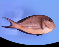 picture of Sohal Tang Red Sea Med                                                                               Acanthurus sohal