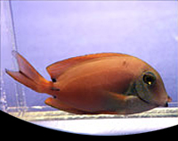 picture of Lavender Forktail Tang Sml                                                                           Acanthurus nigrofuscus