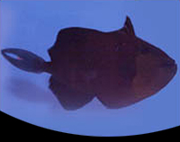 picture of Red Toothed Trigger Med                                                                              Odonus niger