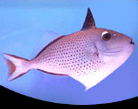 picture of Red Tail Trigger Lrg                                                                                 Xanthichthys ringens