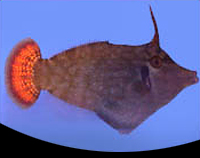 picture of Redtail Filefish Med                                                                                 Pervagor janthinosoma