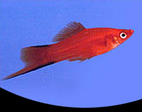 picture of Pineapple Candy Twinbar Swordtail Reg                                                                Xiphophorus helleri