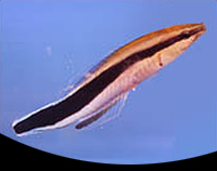 picture of Cleaner Wrasse Sml                                                                                   Labroides dimidiatus