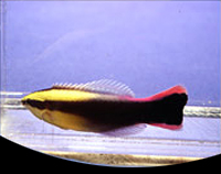 picture of Cleaner Wrasse Hawaii Med                                                                            Labroides phthirophagus
