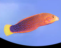 picture of Red Coris Wrasse Hawaii Adult Med                                                                    Coris gaimard