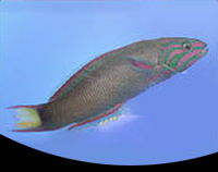 picture of Lunare Wrasse Indonesia Med                                                                          Thalassoma lunare