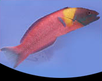 picture of Paddle Fin Wrasse Sml                                                                                Thalassoma lucasanum