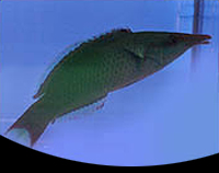 picture of Green Bird Wrasse Med                                                                                Gomphosus varius