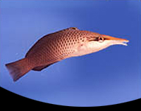 picture of Brown Bird Wrasse Sml                                                                                Gomphosus varius