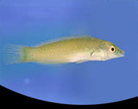 picture of Green Coris Wrasse Sml                                                                               Halichoeres chloropterus