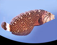 picture of Dragon Wrasse Adult Hawaii Med                                                                       Novaculichthys taeniourus