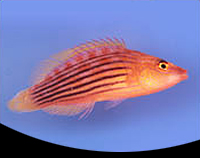picture of Eight Line Wrasse Med                                                                                Pseudocheilinus octotaenia