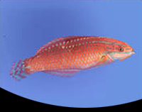 picture of Christmas Wrasse Sml                                                                                 Halichoeres ornatissimus
